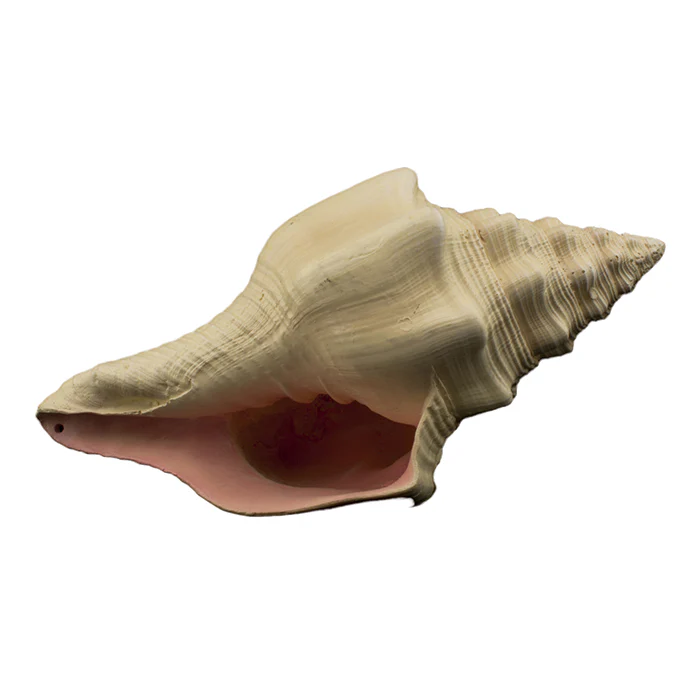 ***Bioscape Murex Shell 17.5cm