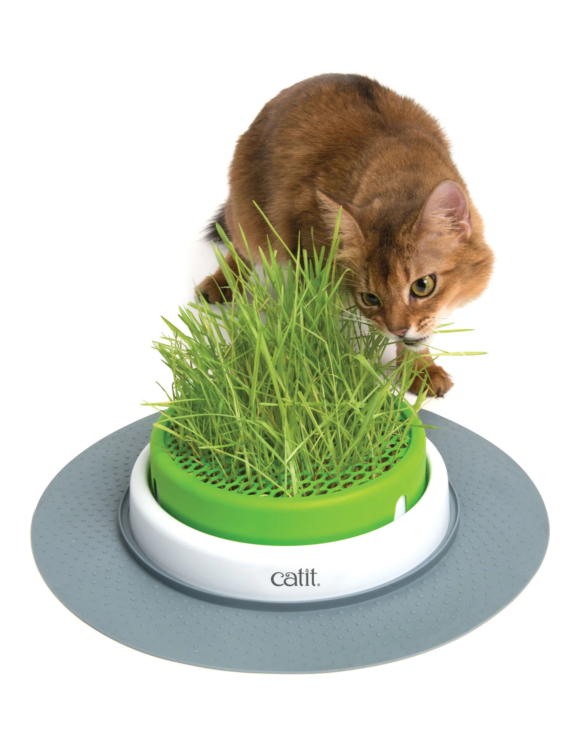 Catit - Senses 2.0 Grass Planter - Image 3