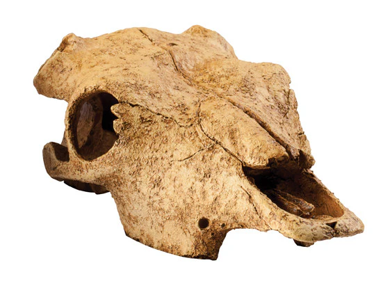 Exo Terra - Buffalo Skull (Medium) - Image 2