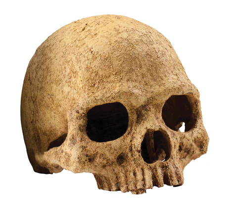Exo Terra - Primate Skull (Large) - Image 2