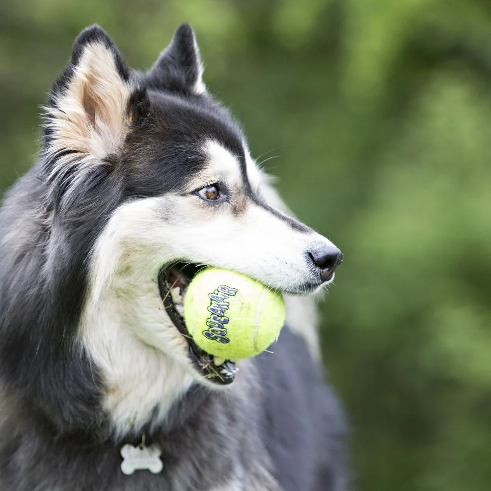 KONG - AirDog Squeaker Balls (Small) - Image 3