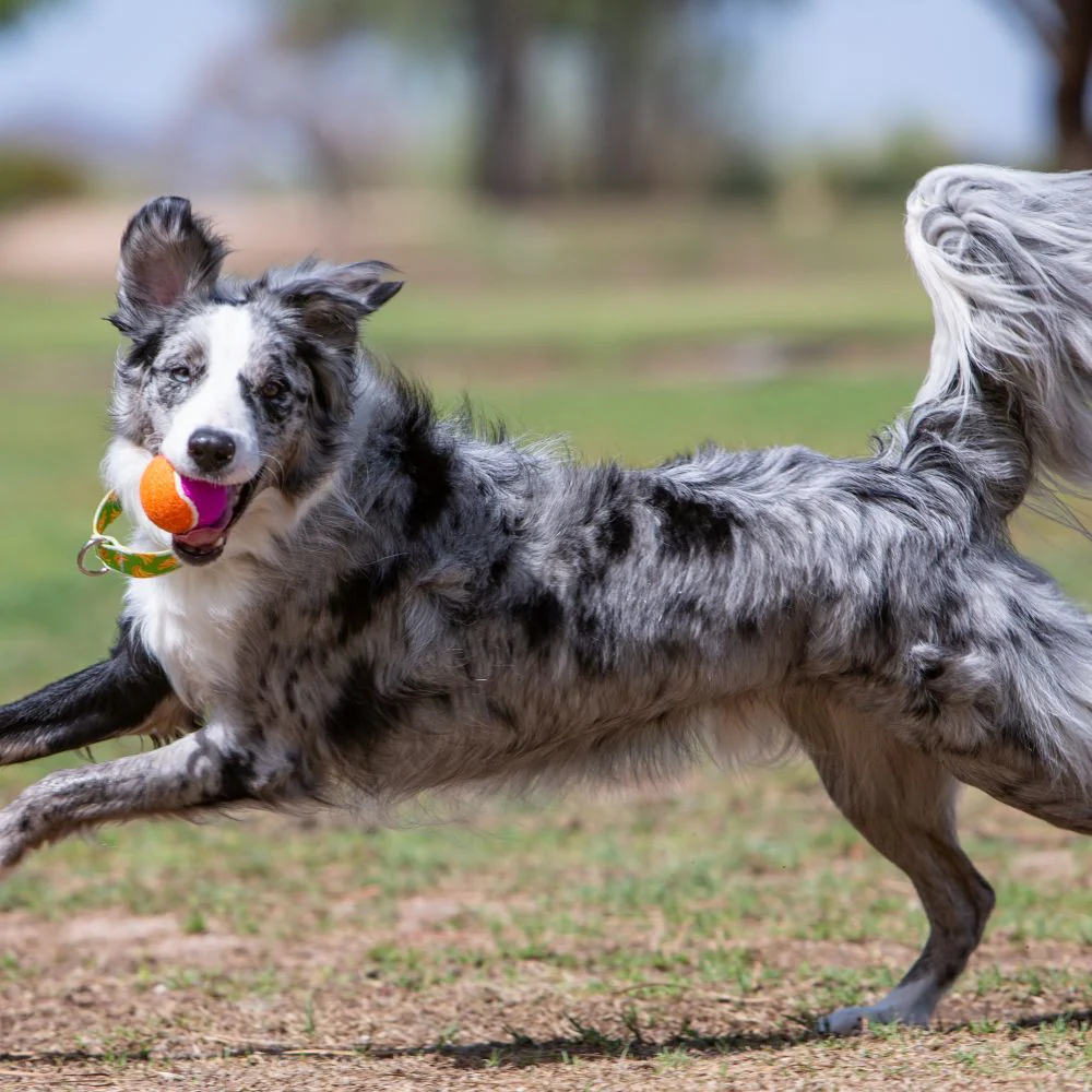 KONG - AirDog Squeaker Birthday Balls - Image 3