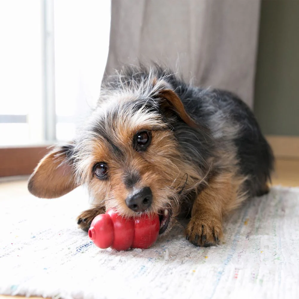 KONG - Classic Dog Toy (Small) - Image 4