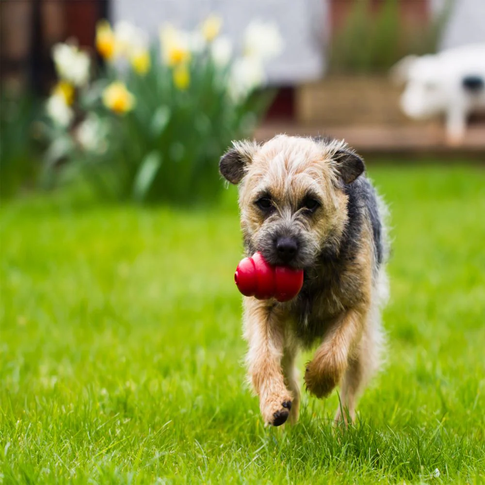 KONG - Classic Dog Toy (Medium) - Image 4