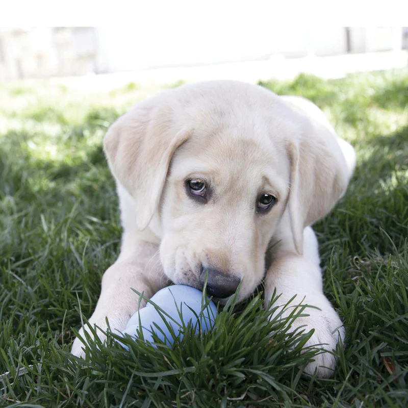 KONG - Snacks Puppy Large (312g) - Image 4