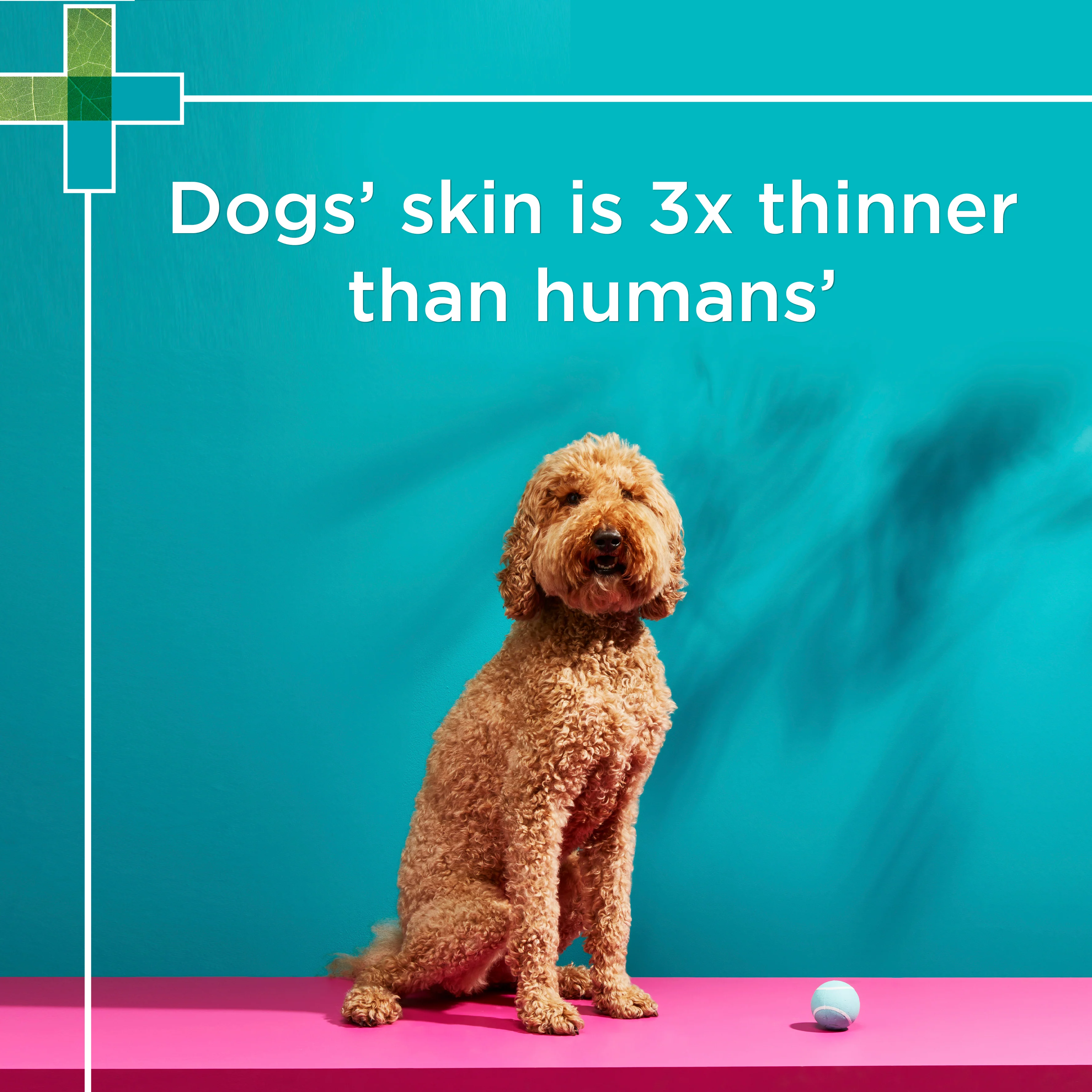 PAW - Coat, Skin and Nails Multivitamins for Dogs (60pk) - Image 5