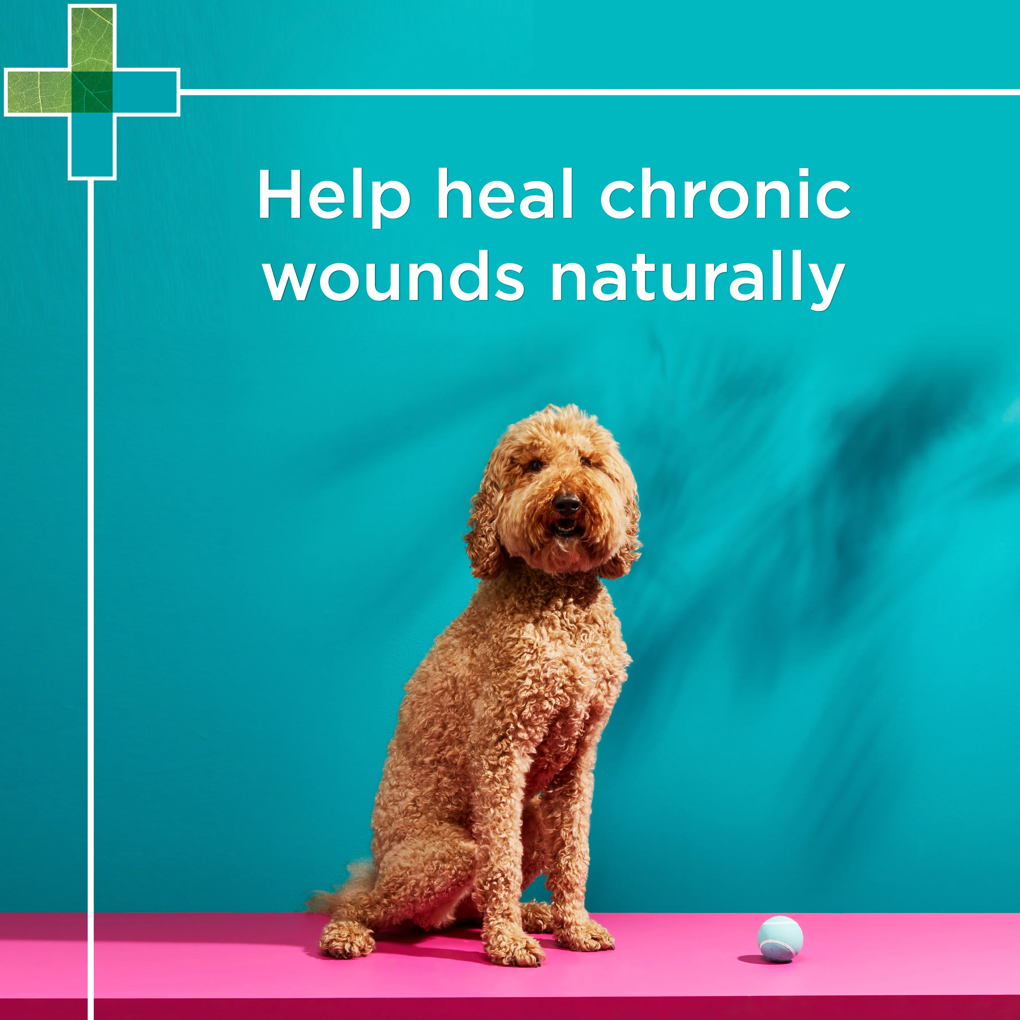 PAW - Manuka Wound Gel for Dogs, Cats and Horses (25g) - Image 4