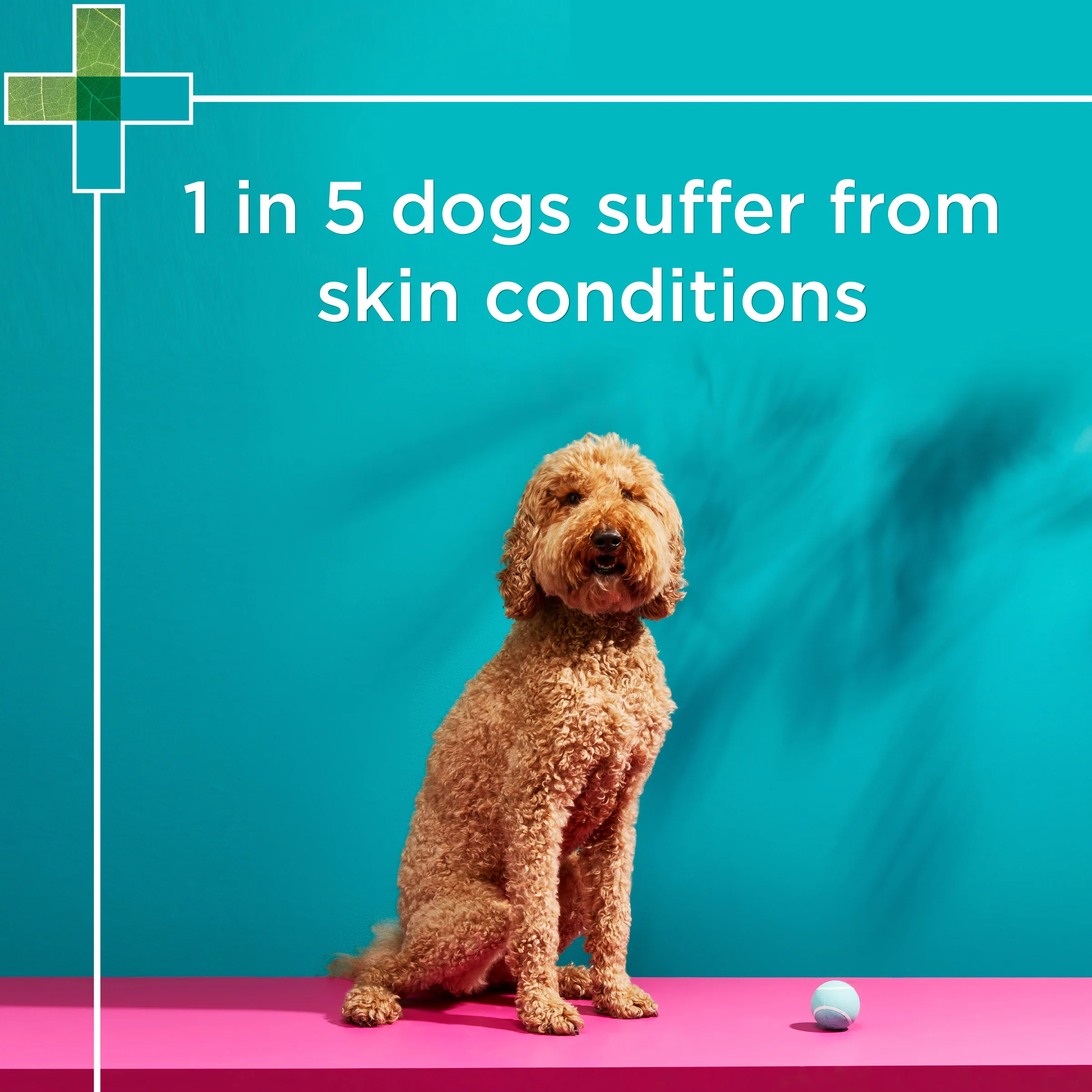 PAW - Medi-NutriDerm Infected Skin Duo Pack for Dogs and Cats (2x200ml) - Image 6