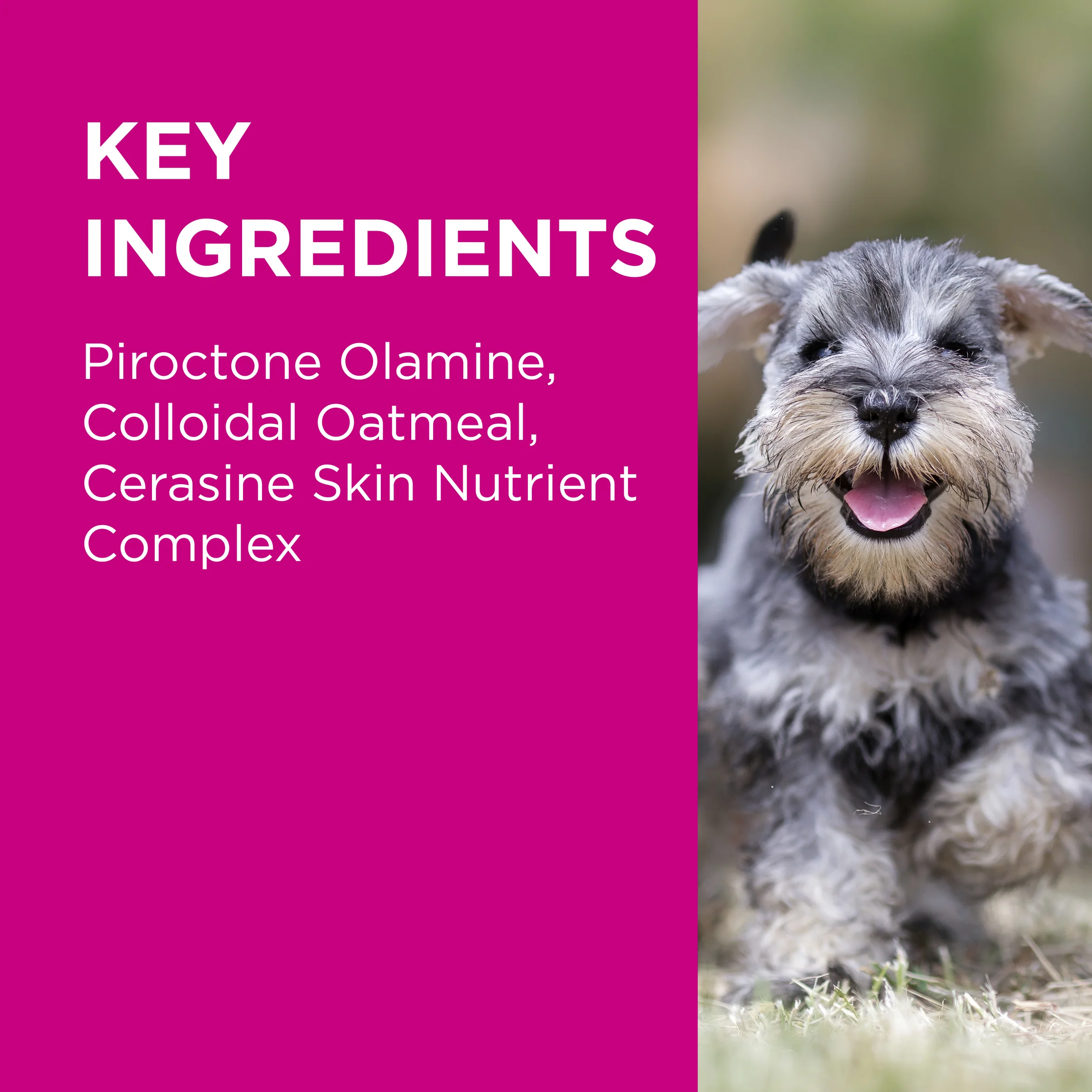 PAW - Medi-NutriDerm Infected Skin Duo Pack for Dogs and Cats (2x200ml) - Image 7