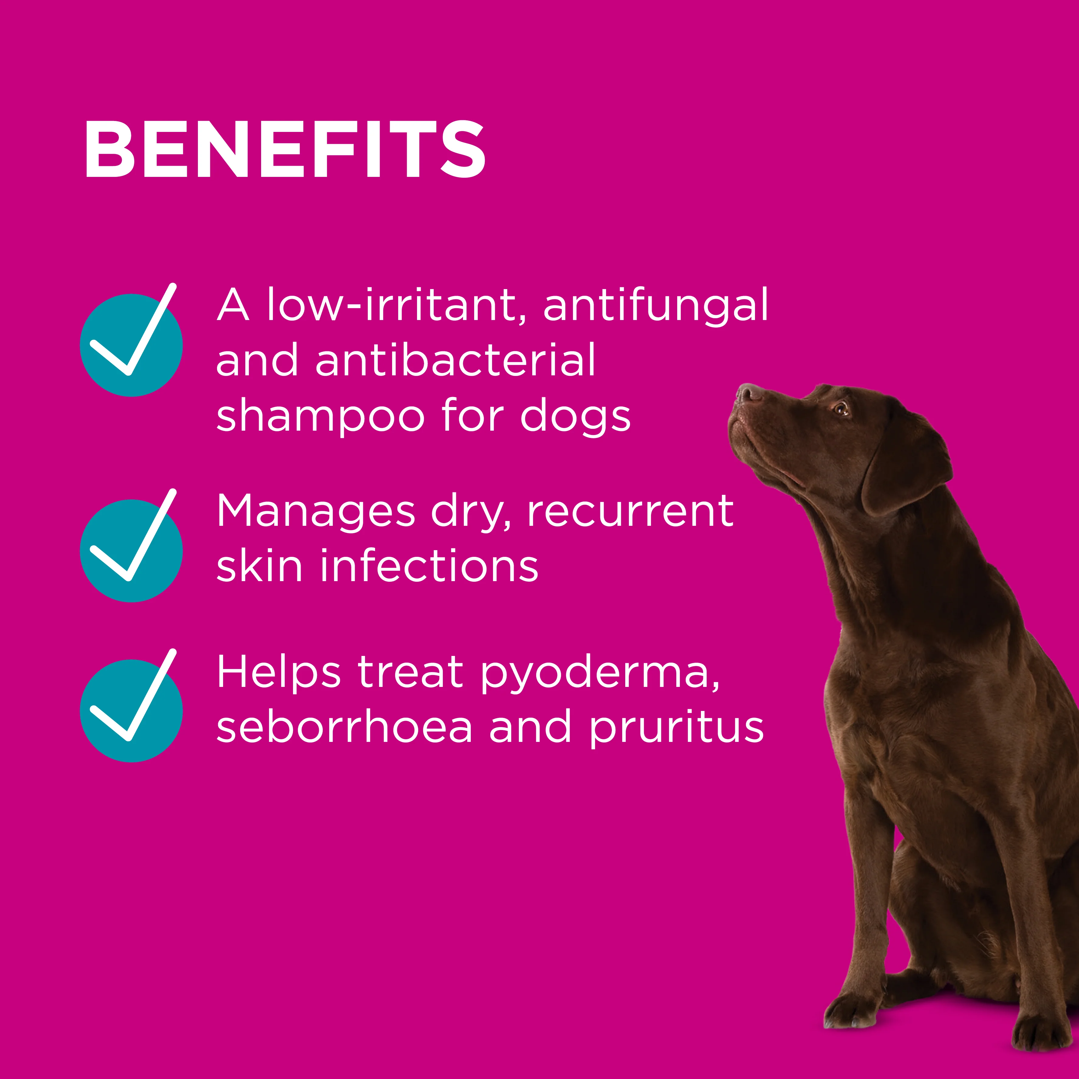 PAW - MediDerm Gentle Medicated Shampoo for Dogs (200ml) - Image 3