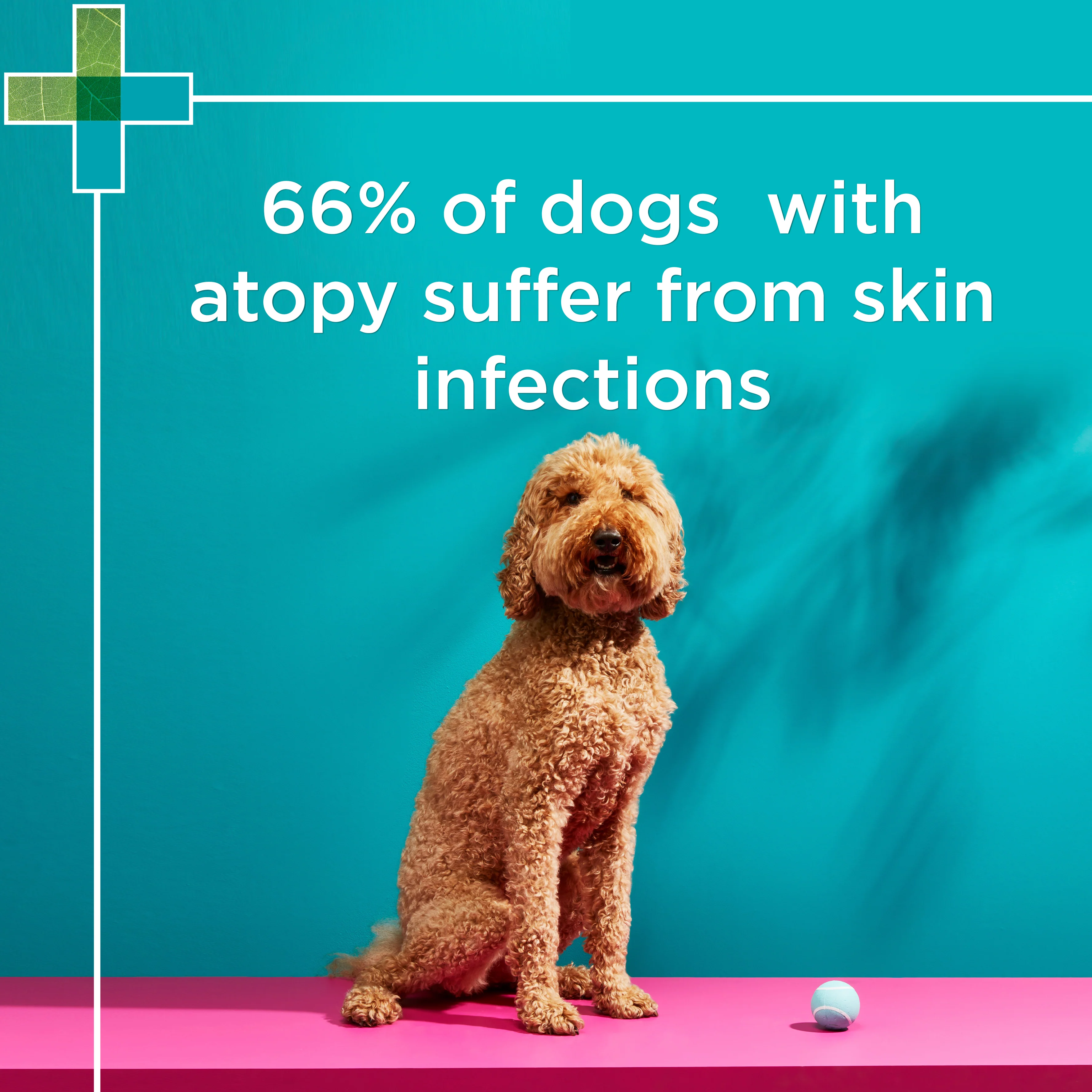 PAW - MediDerm Gentle Medicated Shampoo for Dogs (500ml) - Image 4
