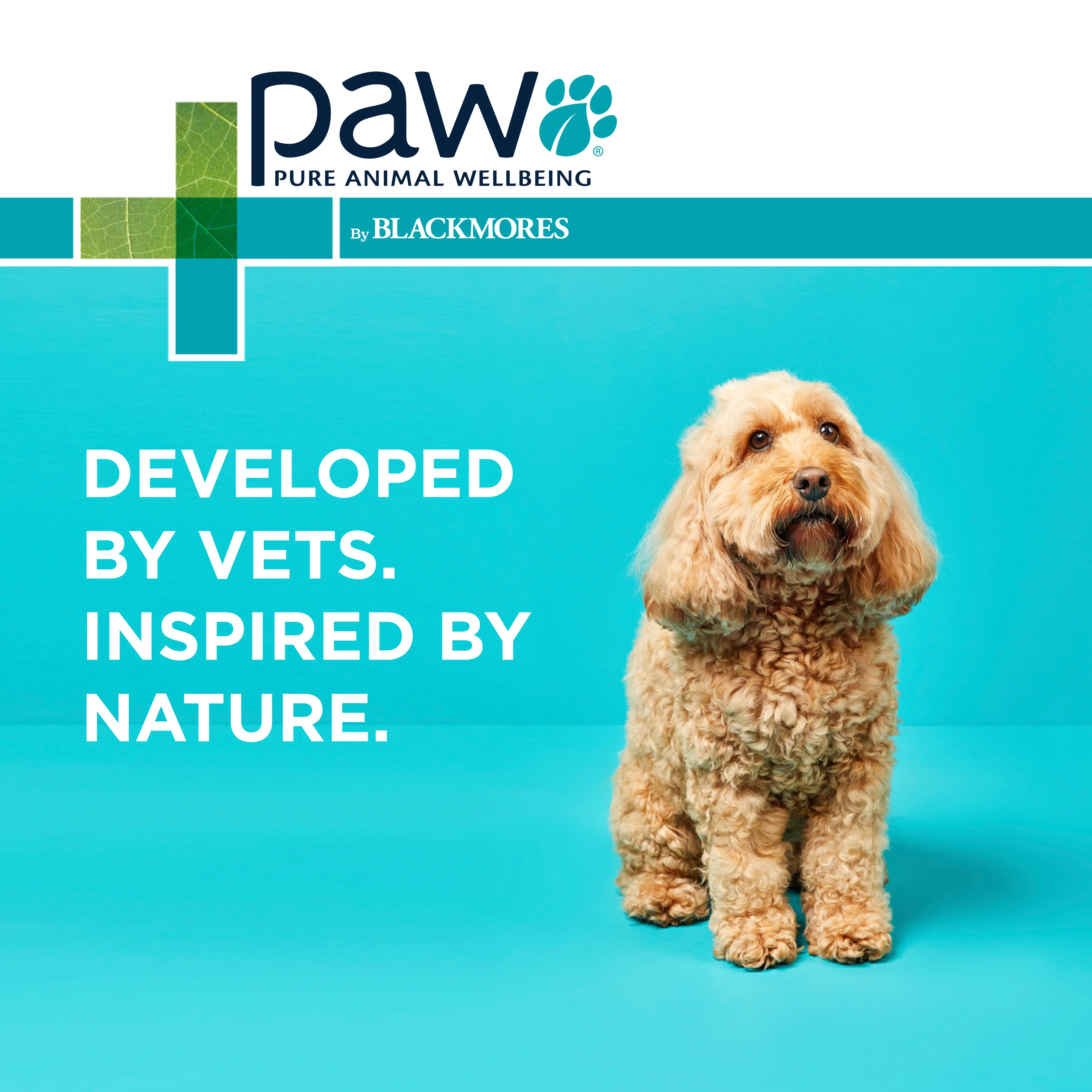 PAW - Osteocare Joint Protect for Dogs (100pk) - Image 10