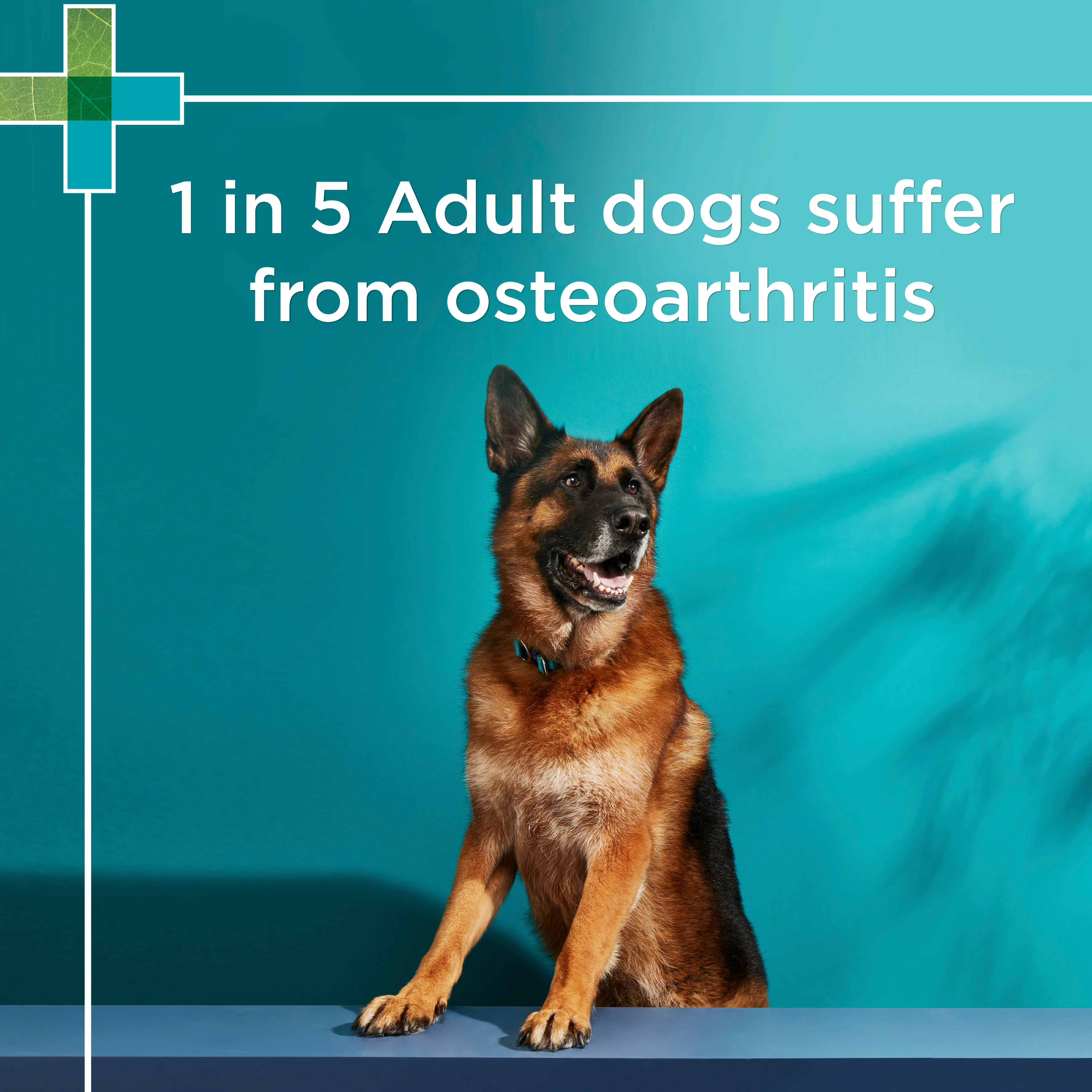 PAW - Osteocare Joint Protect for Dogs (100pk) - Image 5