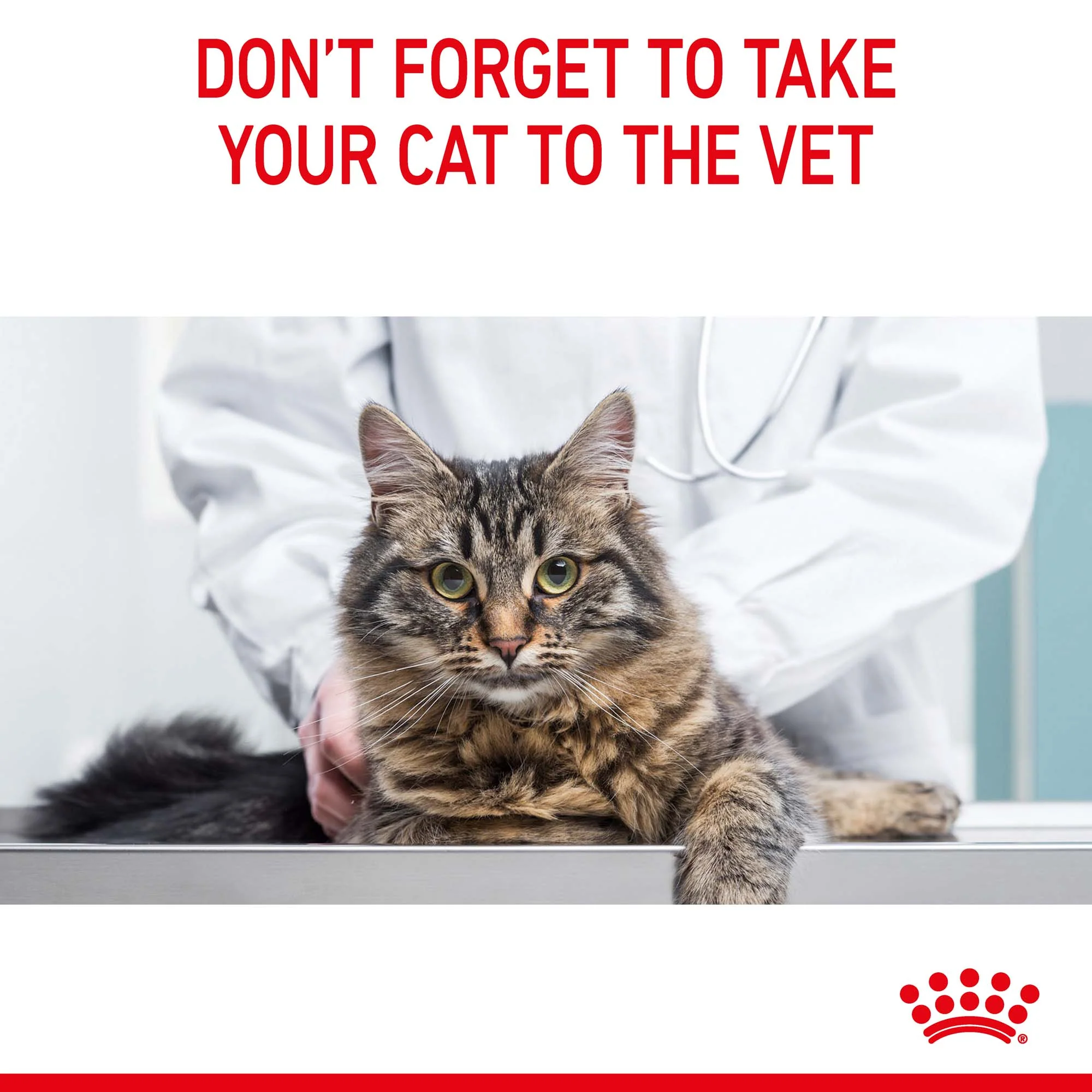 Royal Canin - Digestive Care Adult Cat Dry Food (4kg) - Image 11