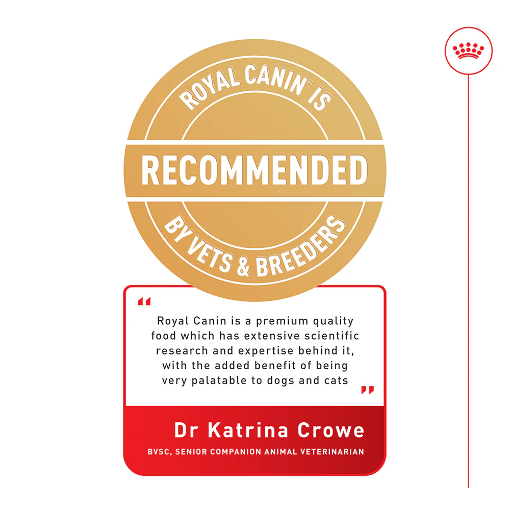 Royal Canin - Dachshund Breed Adult Dog Wet Food (85g x 12pk) - Image 2