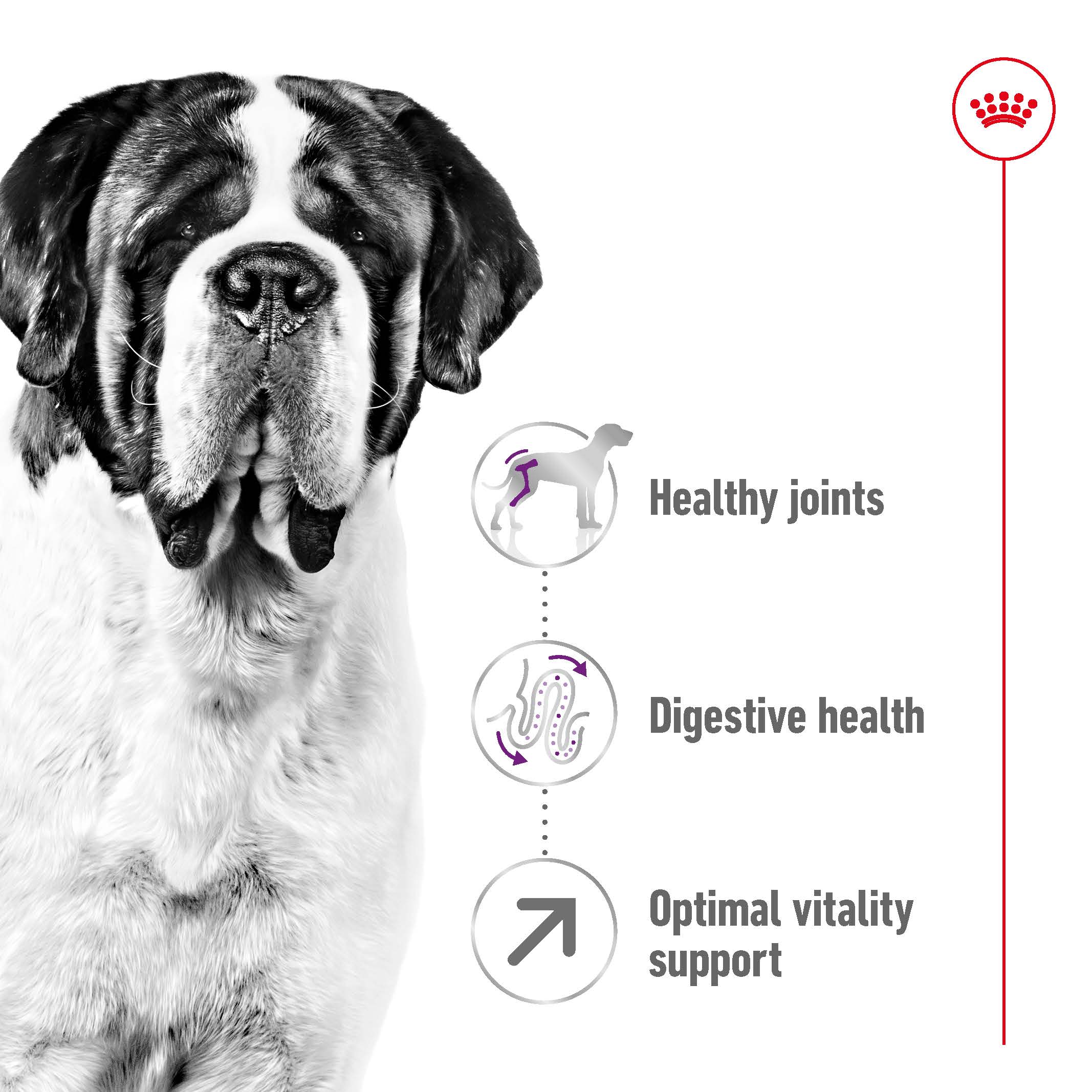 Royal Canin - Giant Adult Dog Dry Food (15kg) - Image 6