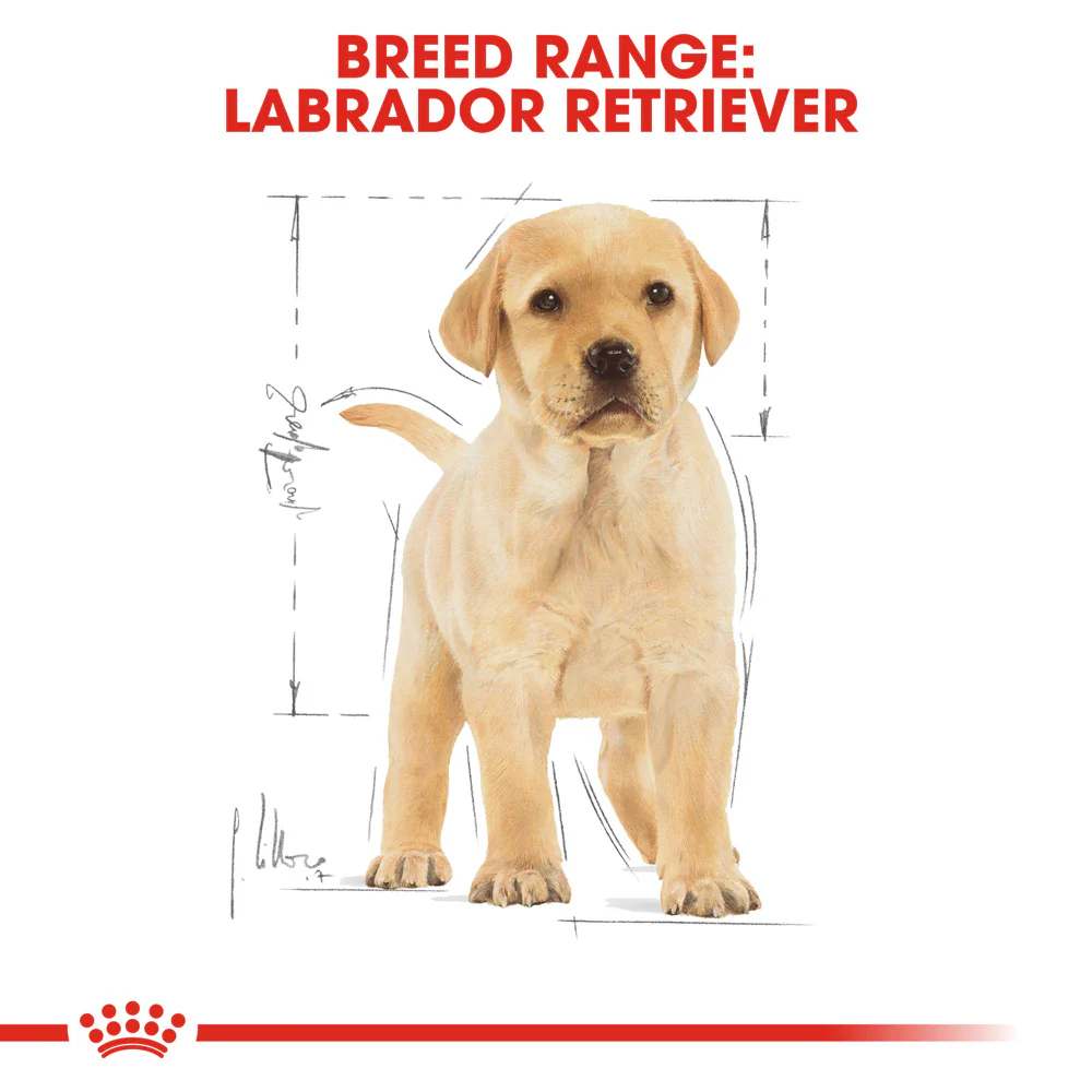 Royal Canin - Labrador Breed Puppy Dog Dry Food (12kg) - Image 6