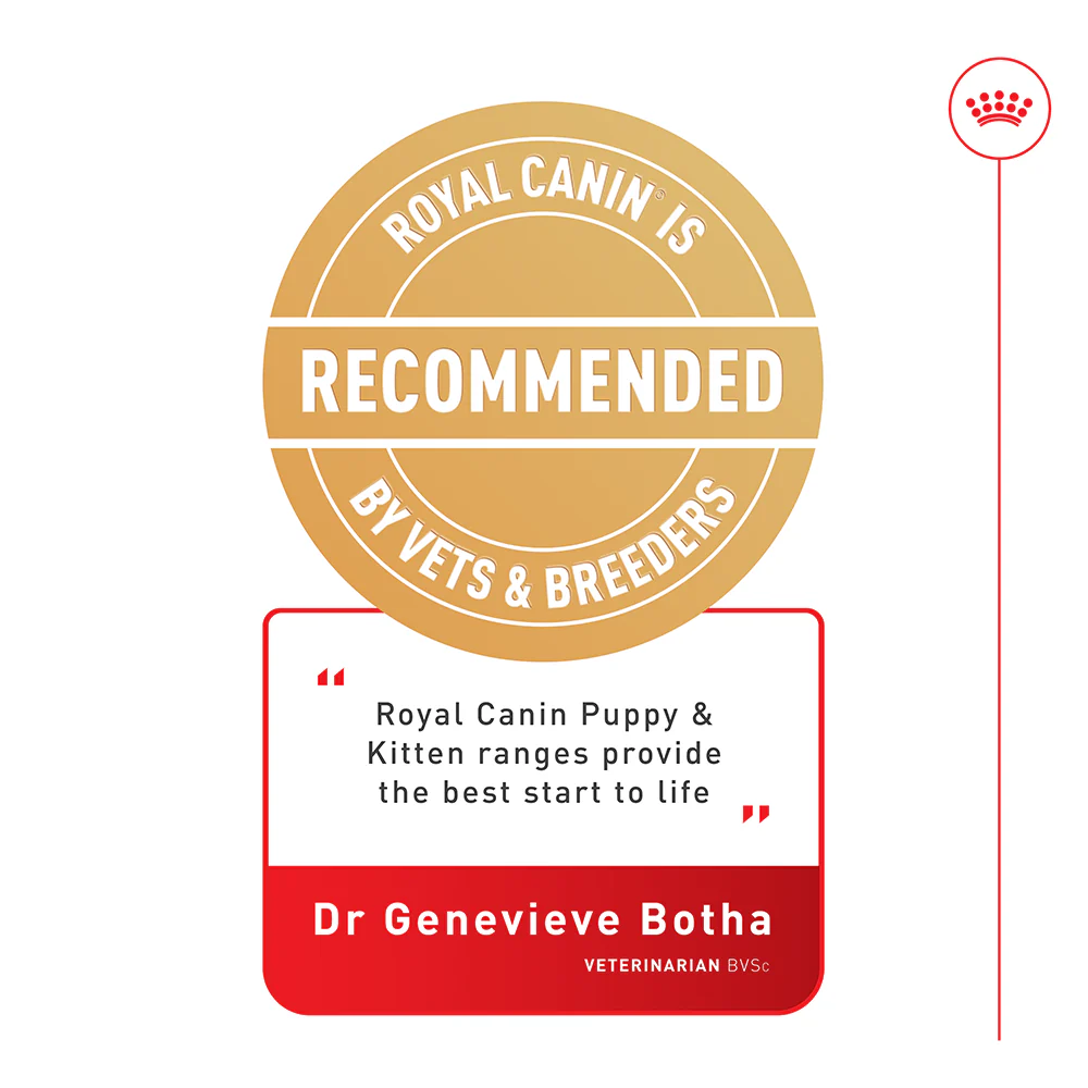 Royal Canin - Kitten in Jelly Cat Wet Food (85g x 12pk) - Image 2