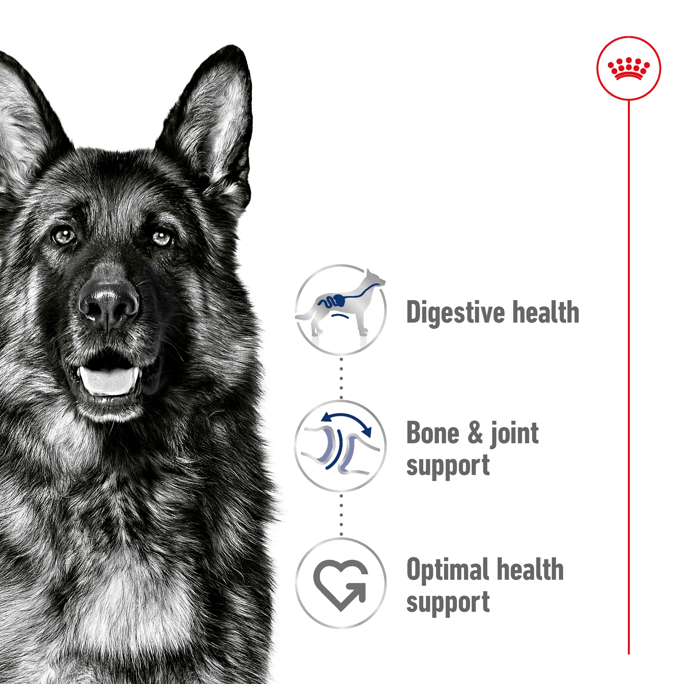 Royal Canin - Maxi Adult Dog Dry Food (15kg) - Image 2