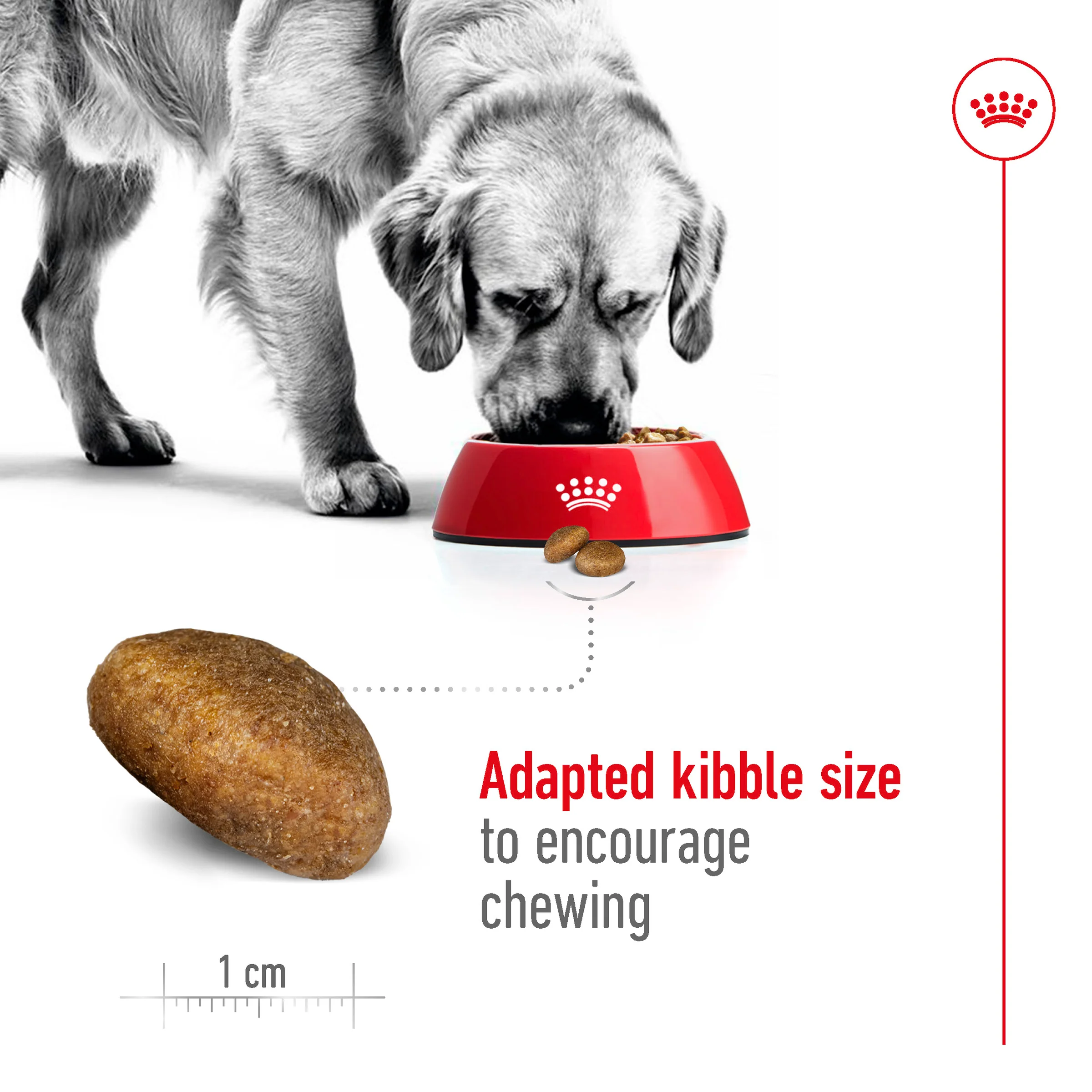 Royal Canin - Maxi Adult Dog Dry Food (15kg) - Image 3