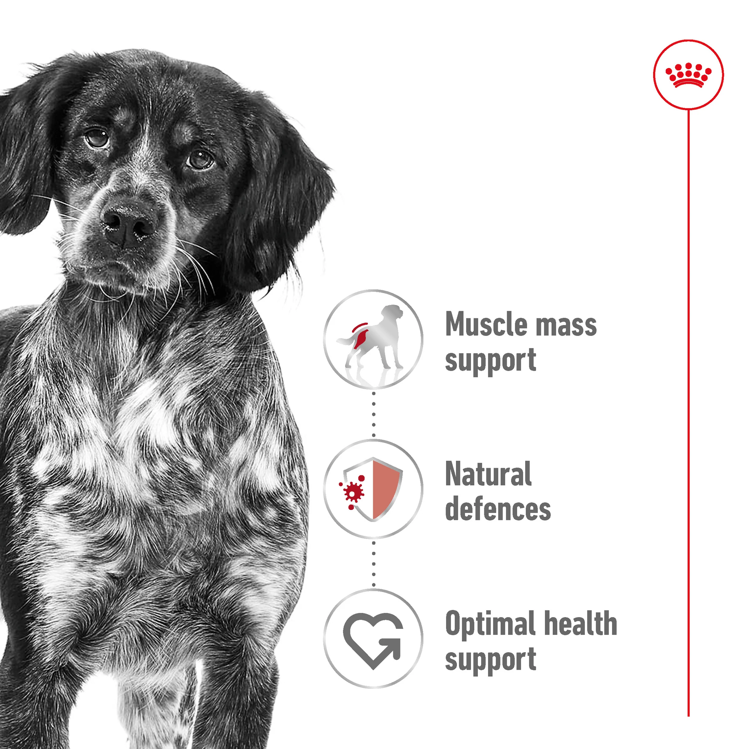 Royal Canin - Medium Adult Dog Dry Food (4kg) - Image 2