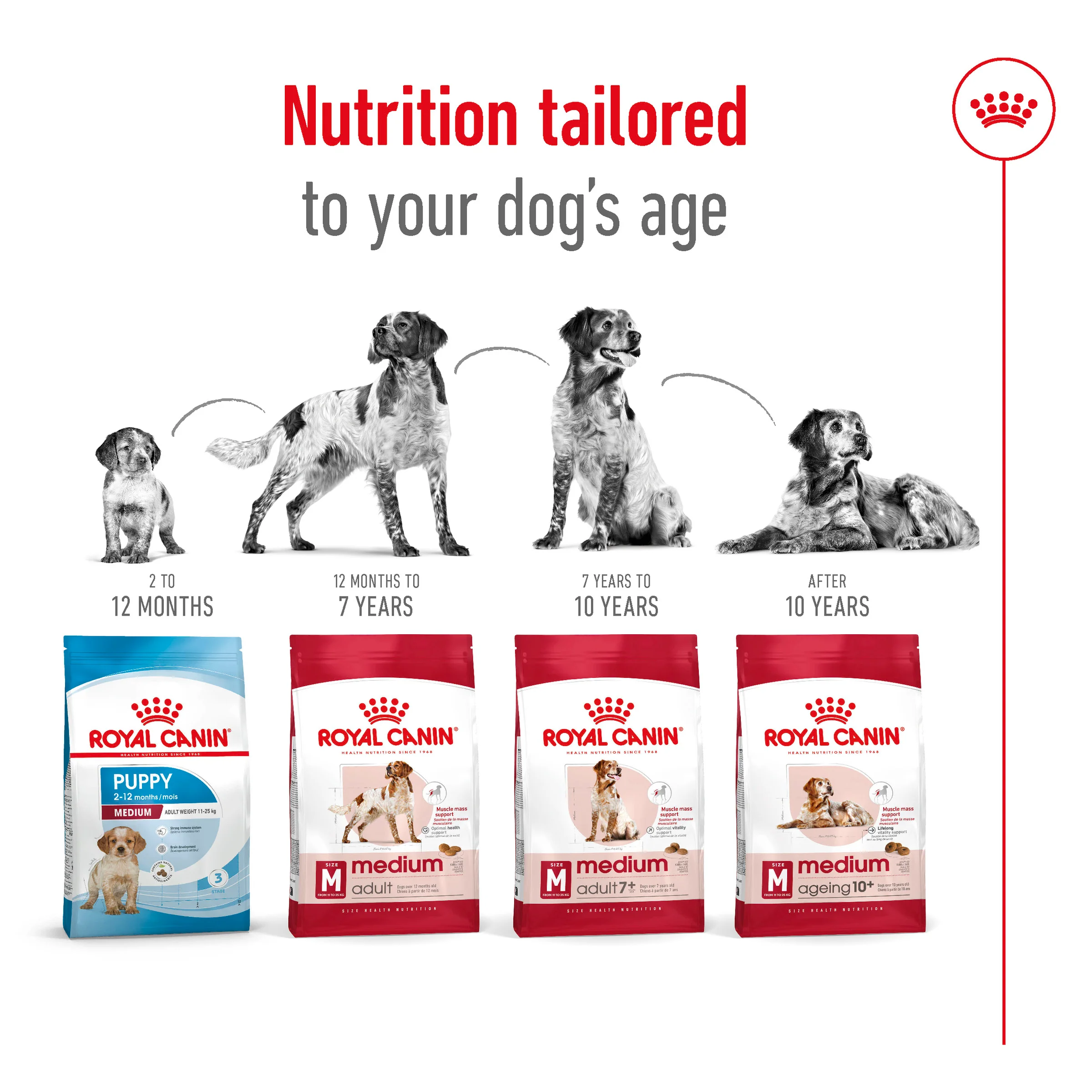 Royal Canin - Medium Adult Dog Dry Food (4kg) - Image 4