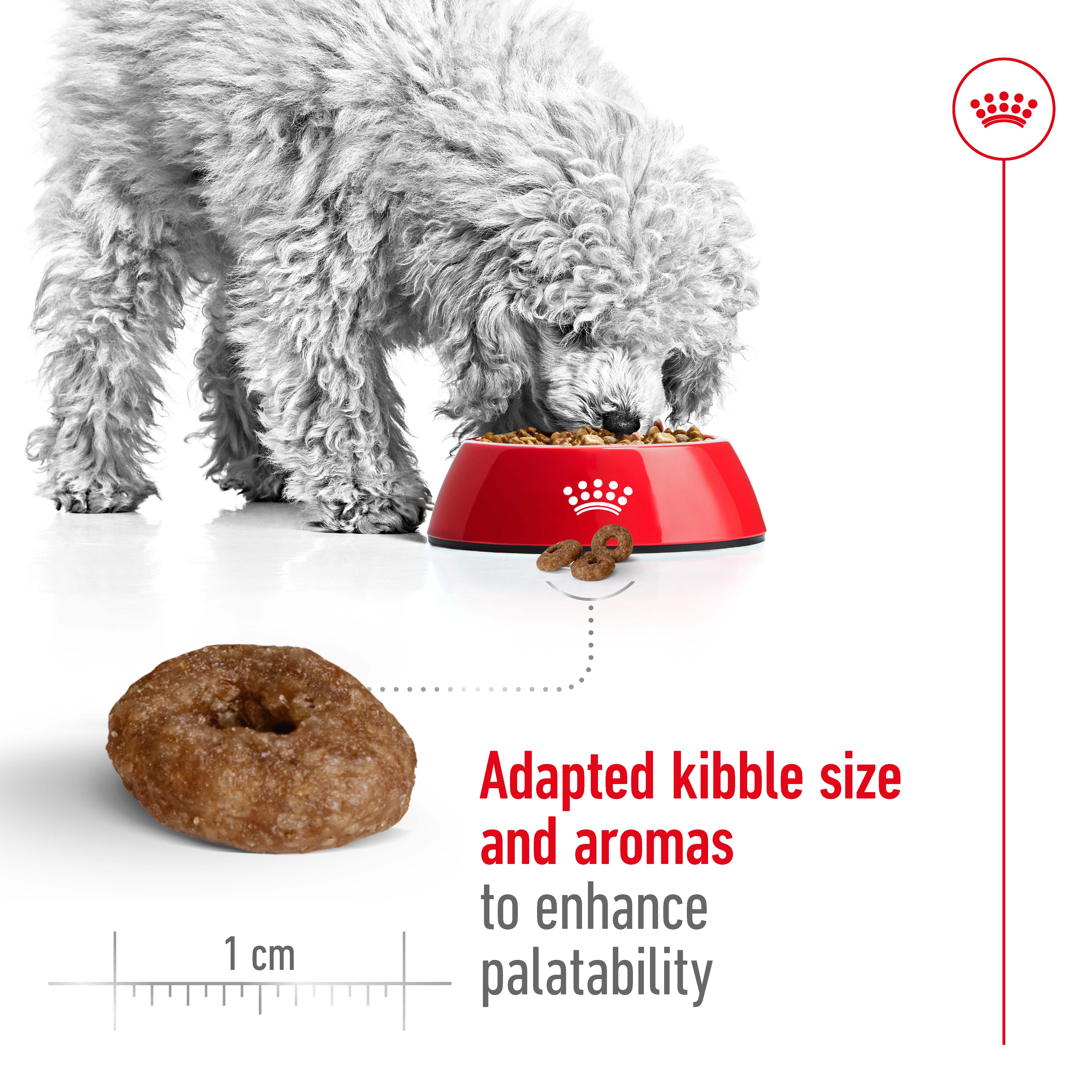 Royal Canin - Mini 12+ Ageing Dog Dry Food (1.5kg) - Image 3