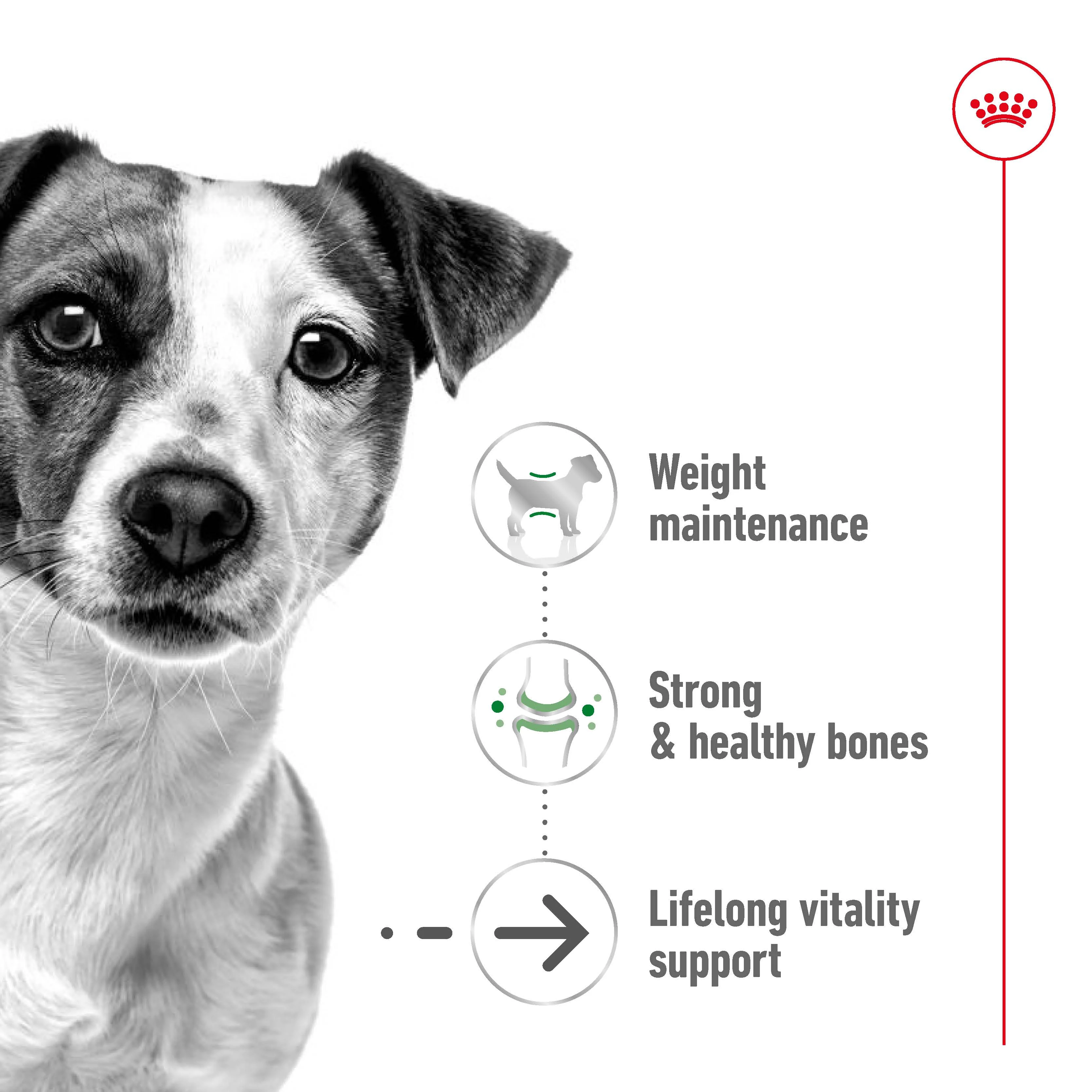 Royal Canin - Mini 12+ Ageing Dog Dry Food (1.5kg) - Image 5