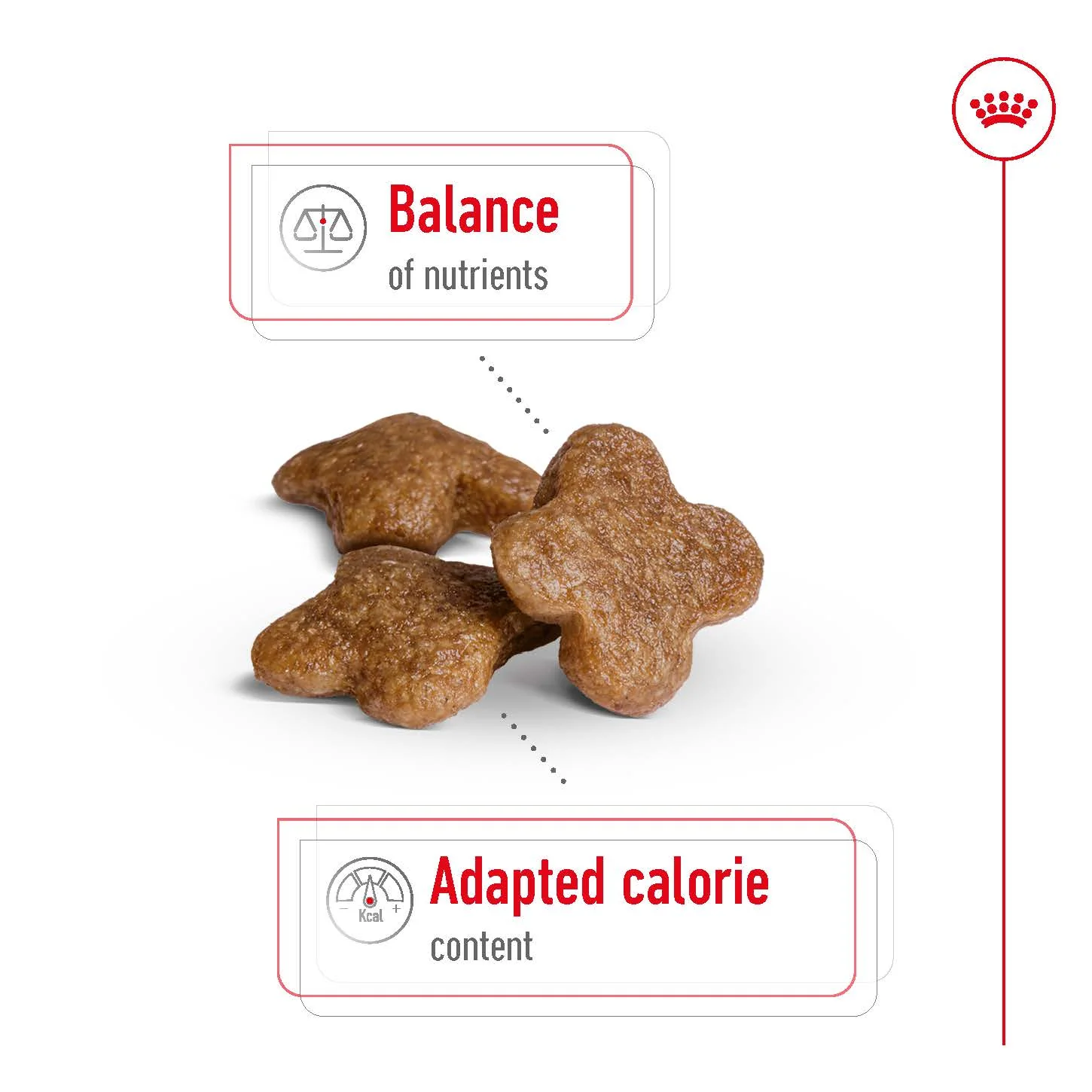 Royal Canin - Mini 8+ Mature Dog Dry Food (2kg) - Image 4