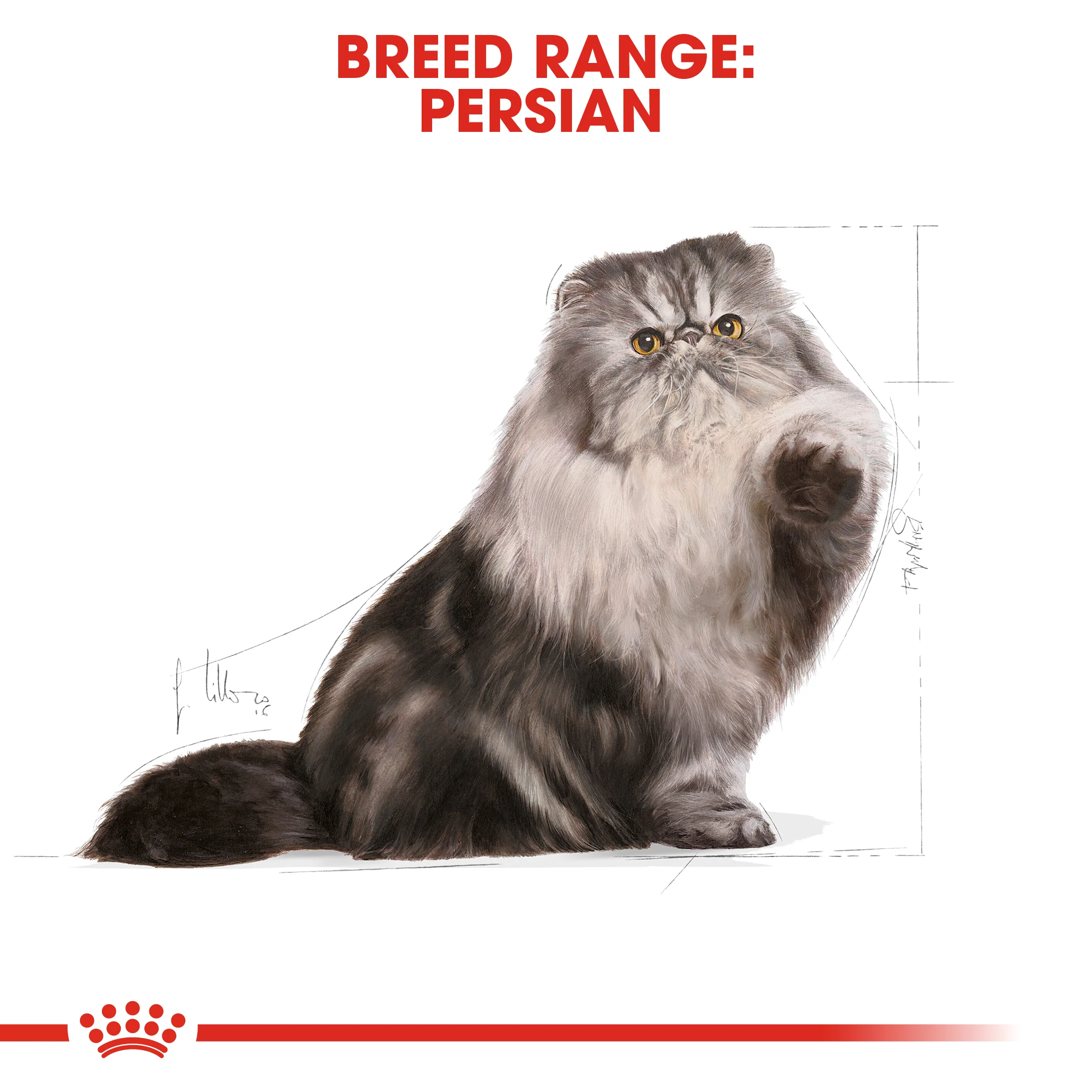 Royal Canin - Persian Breed Adult Cat Dry Food (10kg) - Image 5