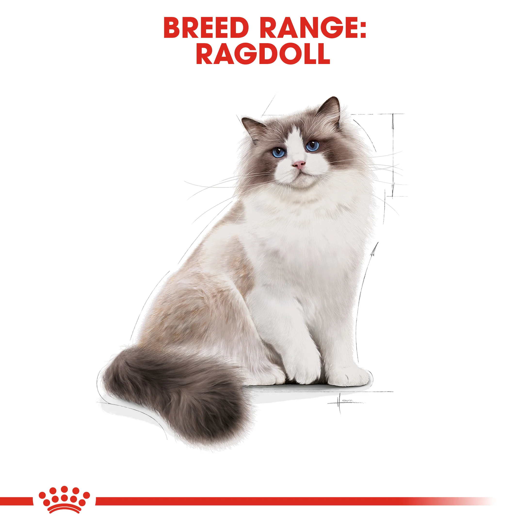 Royal Canin - Ragdoll Breed Adult Cat Dry Food (10kg) - Image 5