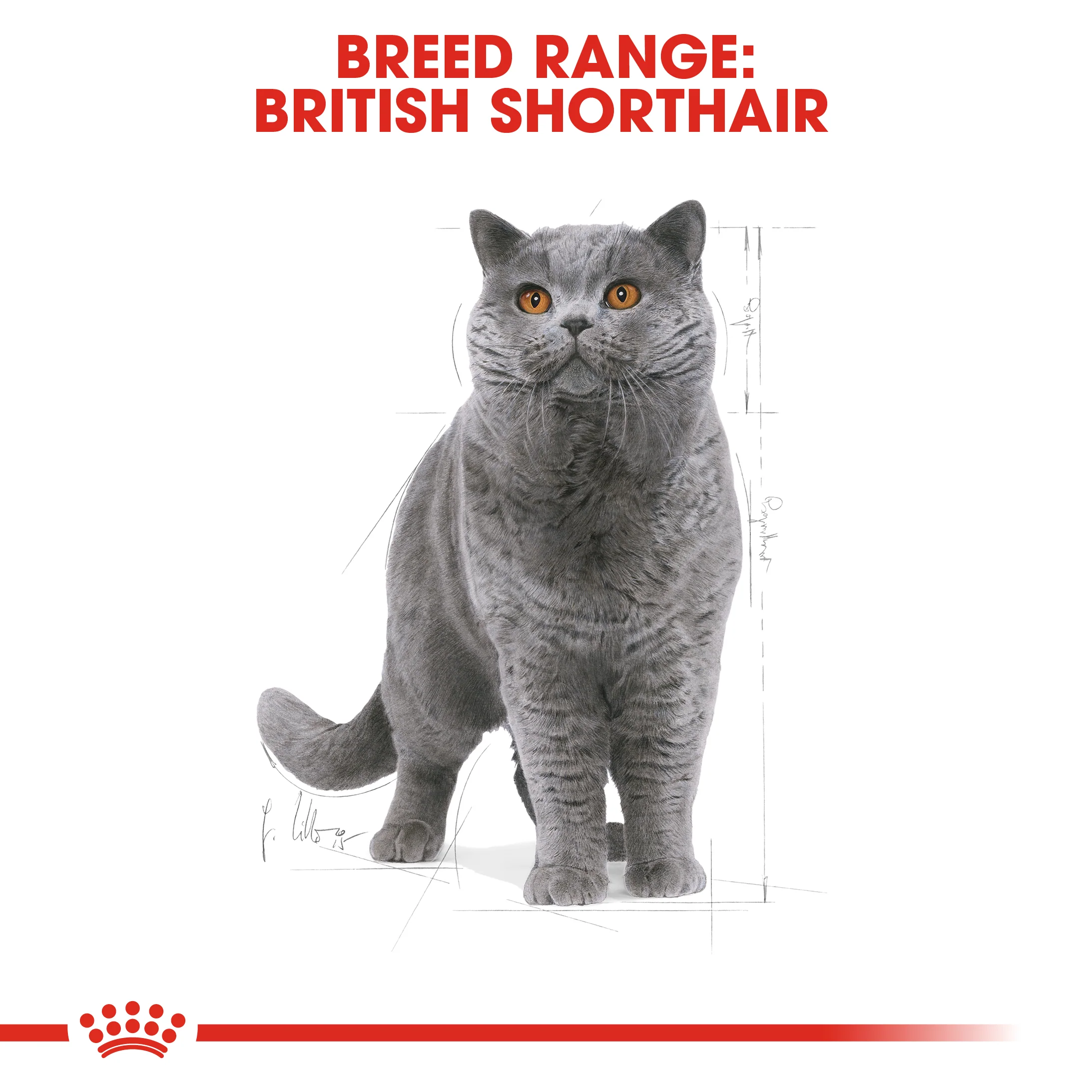 Royal Canin - Ragdoll Breed Adult Cat Dry Food (2kg) - Image 5