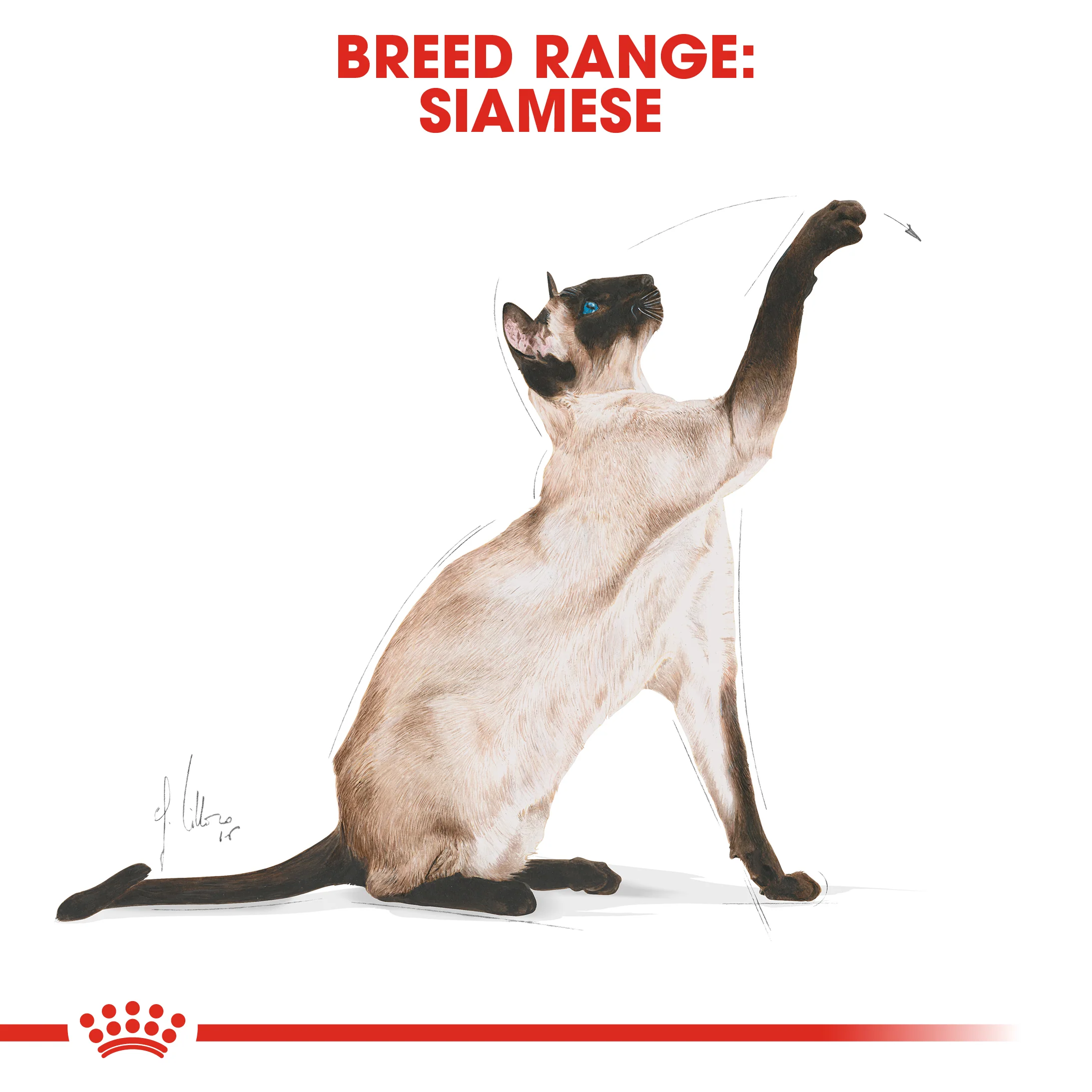 Royal Canin - Siamese Breed Adult Cat Dry Food (4kg) - Image 5