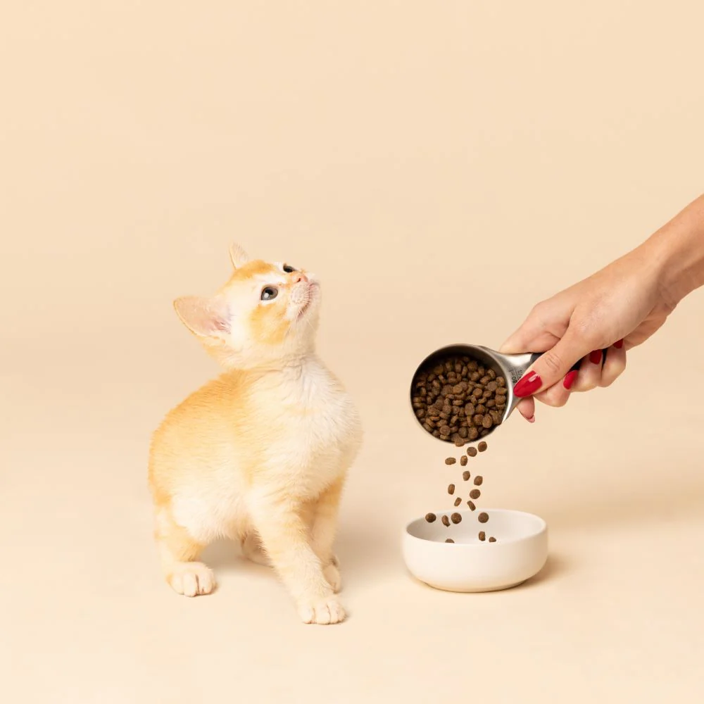 SavourLife Kitten Chicken Dry Cat Food (4kg) - Image 12