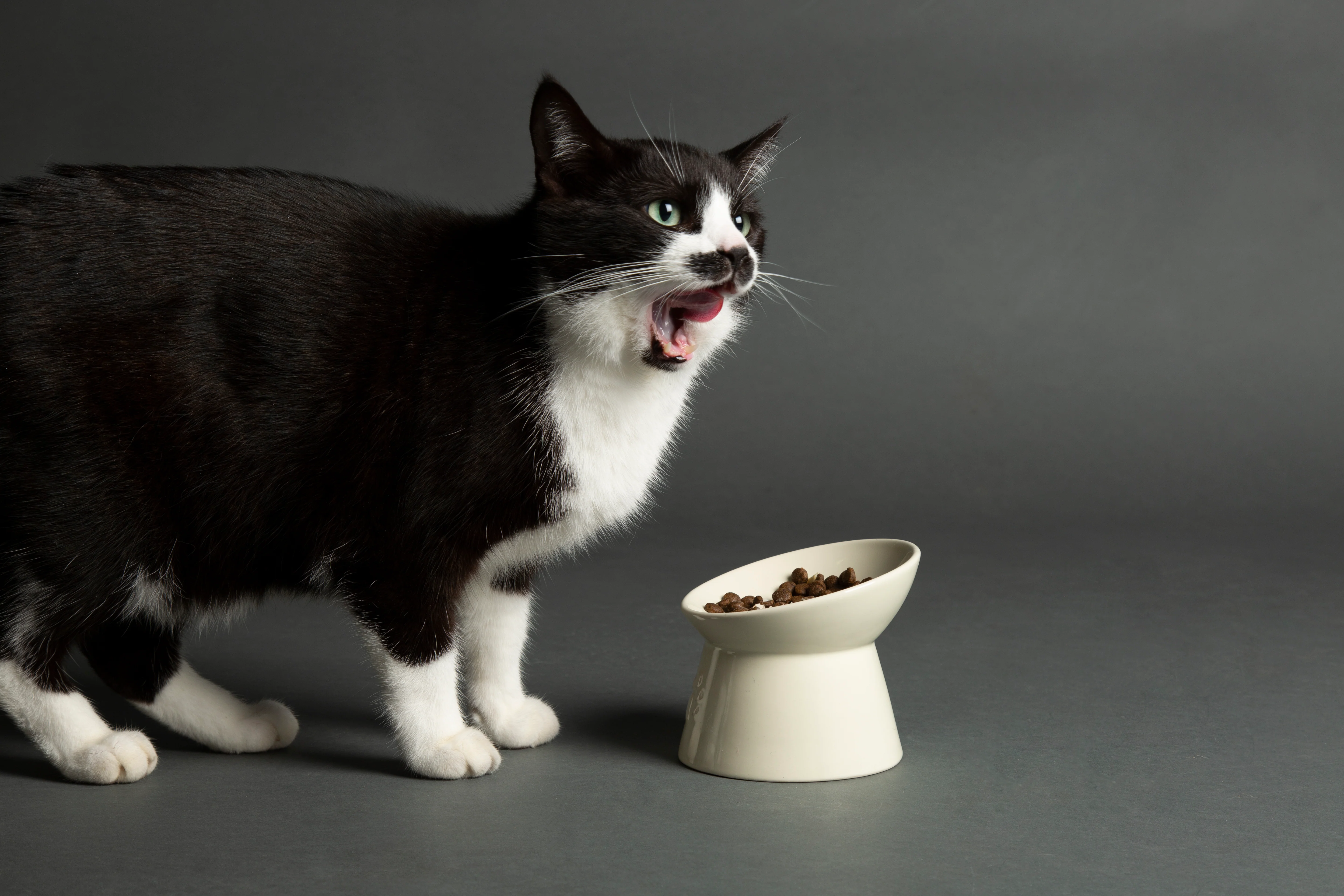 Scruffs - Icon Raised Cat Feeder Bowl Cream - Image 5