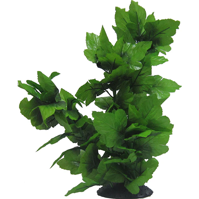 Tall Spatophylum Tree 40cm